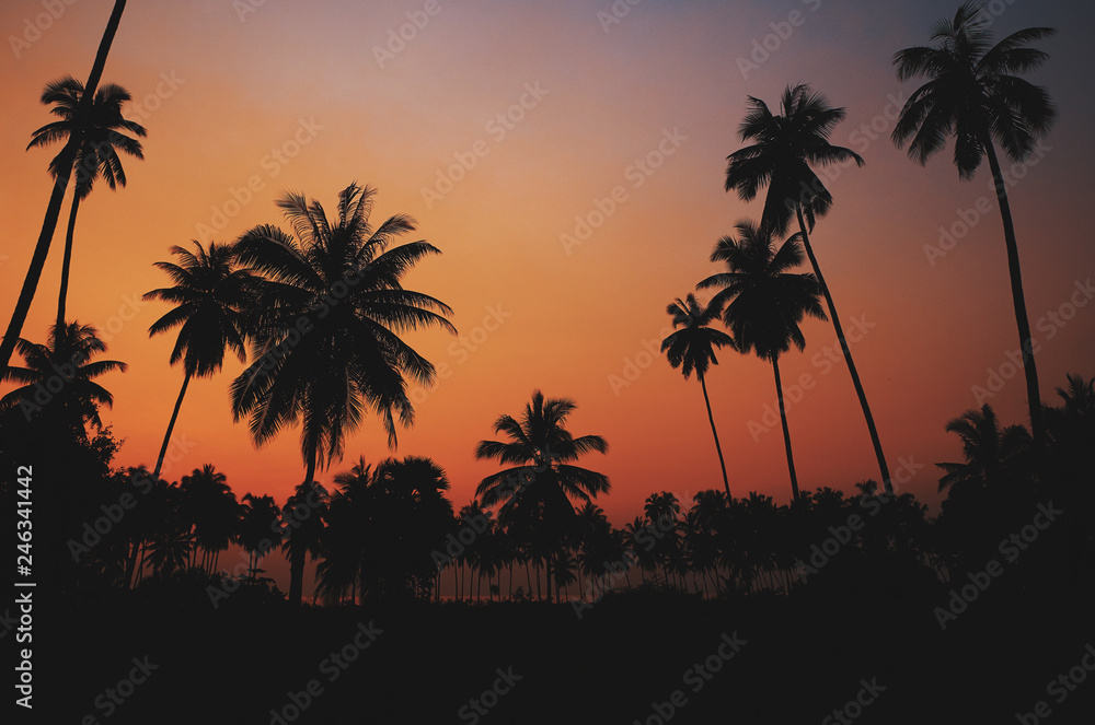 Beautiful tropical coconut palm tree
