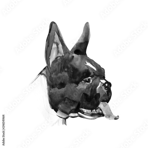 Watercolor illustration of french bulldog breed. Isolated black and white dog's head. © Natali_Mias