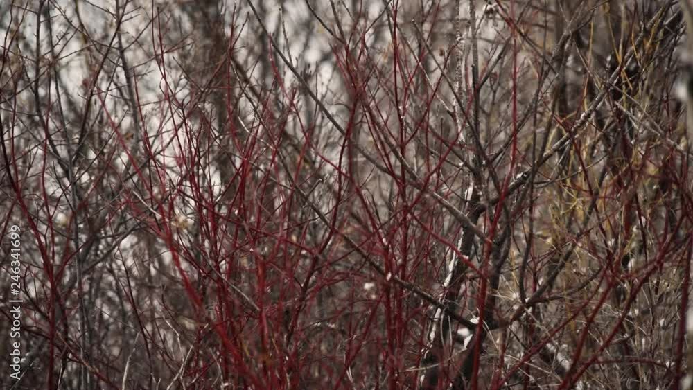 Wilderness Snow Fall