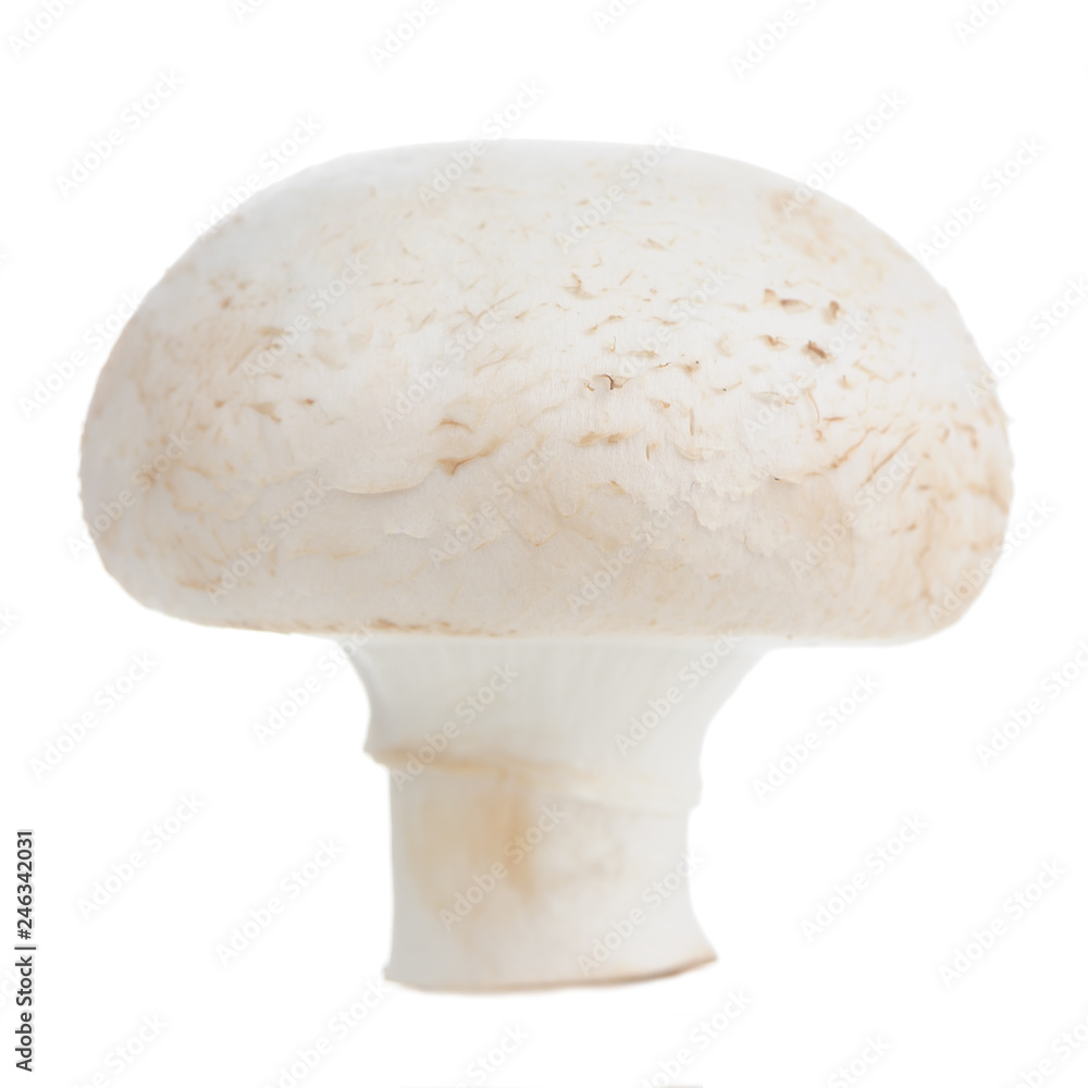 White Button Mushroom (Champignon) Isolated on White Background White Button Mushroom (Champignon) Isolated on White Background