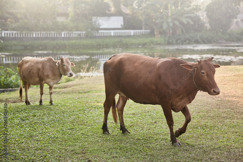 Fototapeta premium Two cows grazing in the field. Bentota. Sri lanka