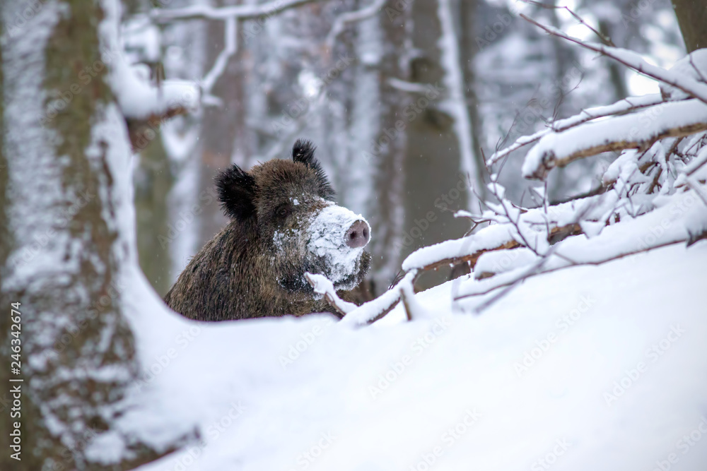 Wild boar, sus scrofa, in winter peeking out with snow on nose. Wild animal in winter hiding behind a tree. Wildlife scenery from wilderness. Wild boar, sus scrofa, in winter peeking out with snow on nose. Wild animal in winter hiding behind a tree. Wildlife scenery from wilderness.