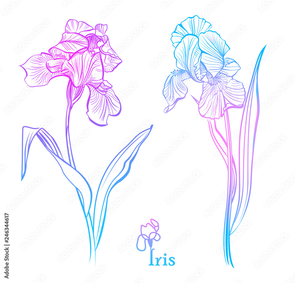 Iris Flowers. Isolated vector illustration.  Color iris flowers sketch. 