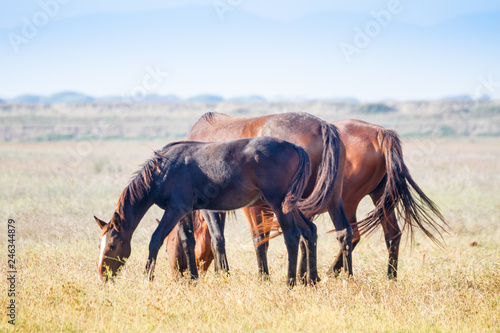 Alberese (Gr), Italy, horses grazing in the maremma country, Italy © Digitalsignal
