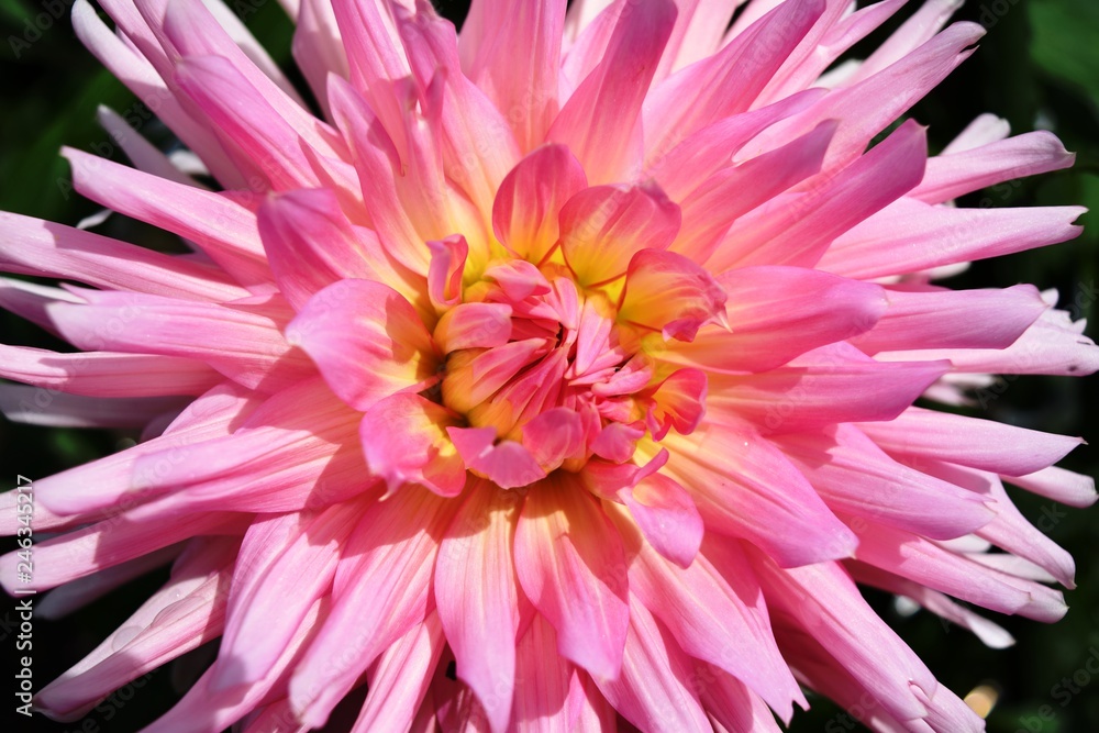 ダリアの花 ダリアの花