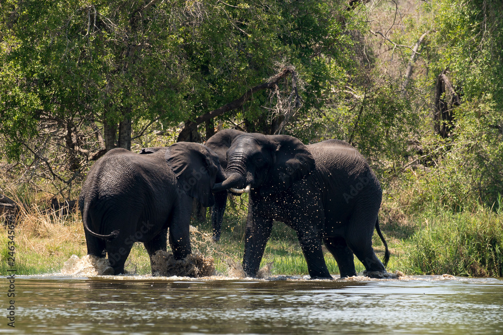 Fototapeta premium Słoń afrykański, Loxodonta africana, Park Narodowy Krugera, RPA