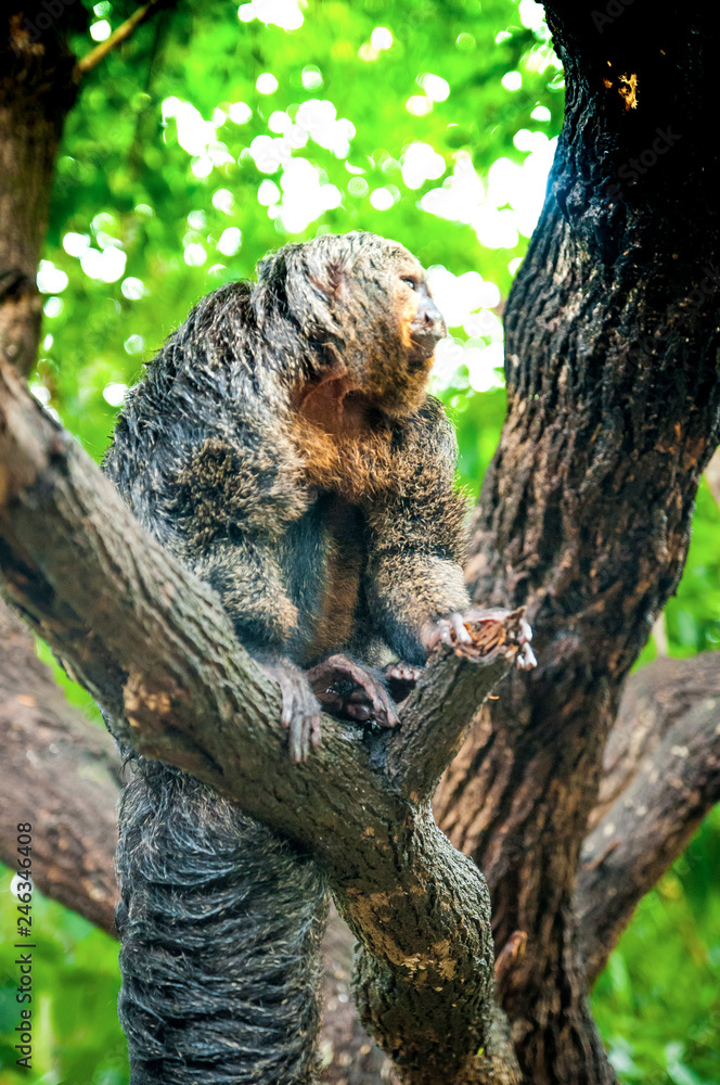 Saki monk on the tree. Saki monkey in the forest. Saki monk on the tree. Saki monkey in the forest.