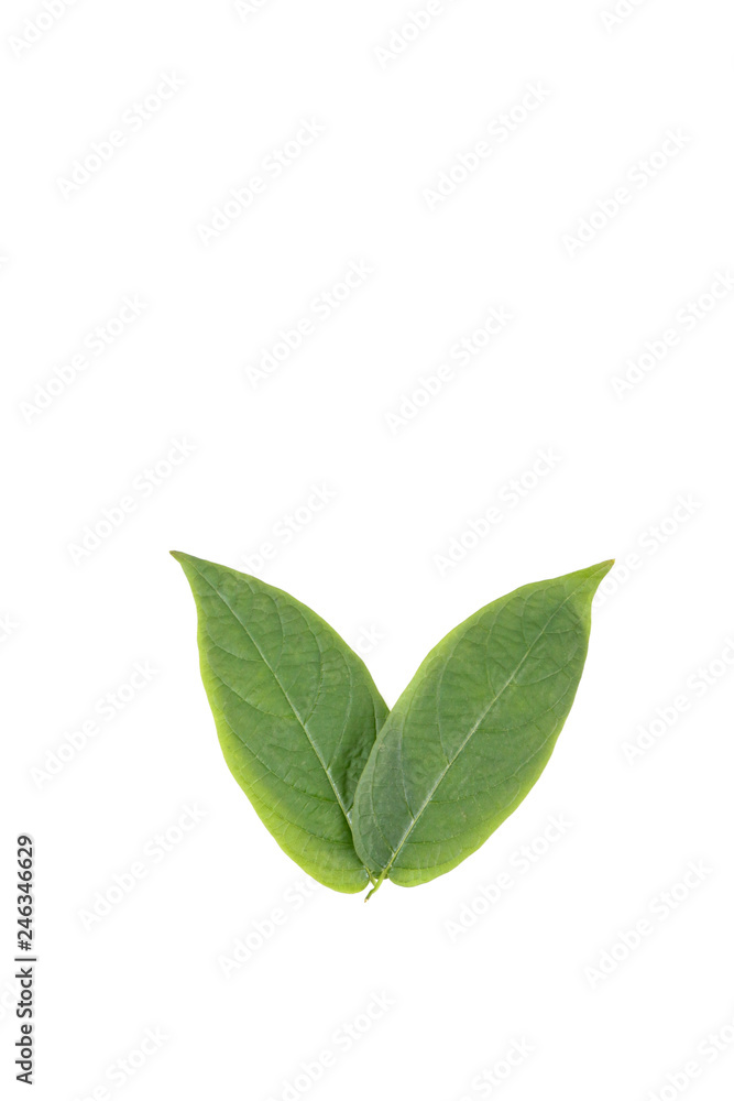 Leaf Mangosteen Close up Leaf Mangosteen Close up