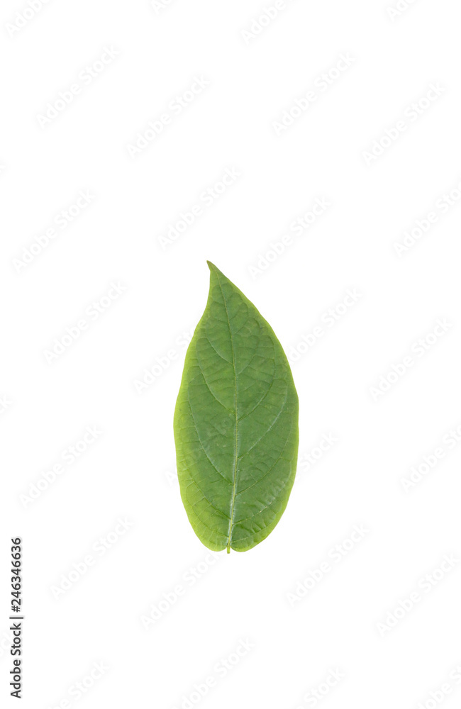 Leaf Mangosteen Close up Leaf Mangosteen Close up