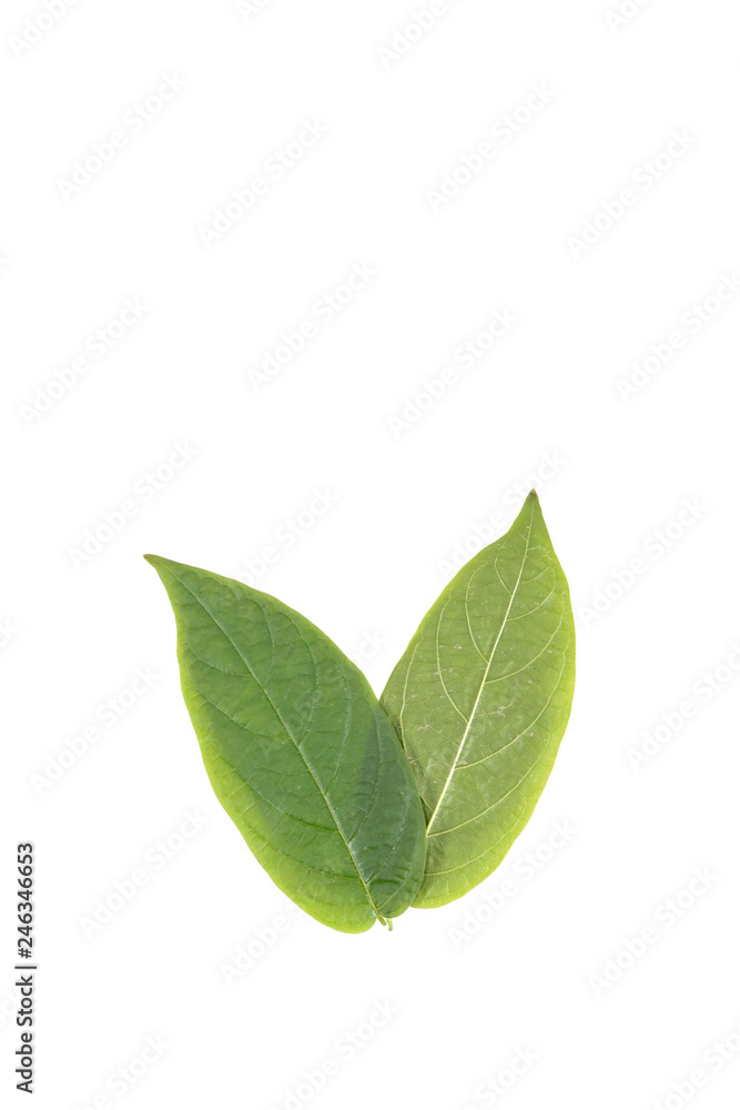 Leaf Mangosteen Close up Leaf Mangosteen Close up