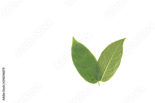 Leaf Mangosteen Close up photo