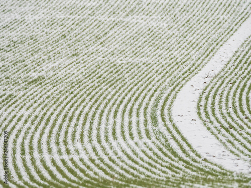 Wallpaper Mural field in winter snow covered with green plants background picture Torontodigital.ca