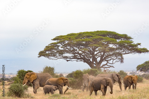 Breeding herd of elephants grazing in Amboseli, Kenya.
