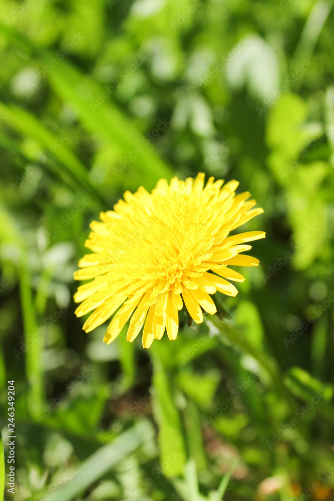 dandelion in grass yellow dandelions in a meadow,   - summer and spring, floral concept