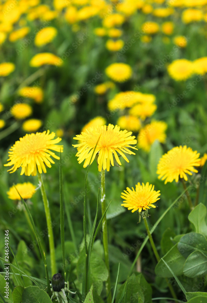 yellow dandelions in a meadow, field of yellow flowers,  - summer and spring, floral concept