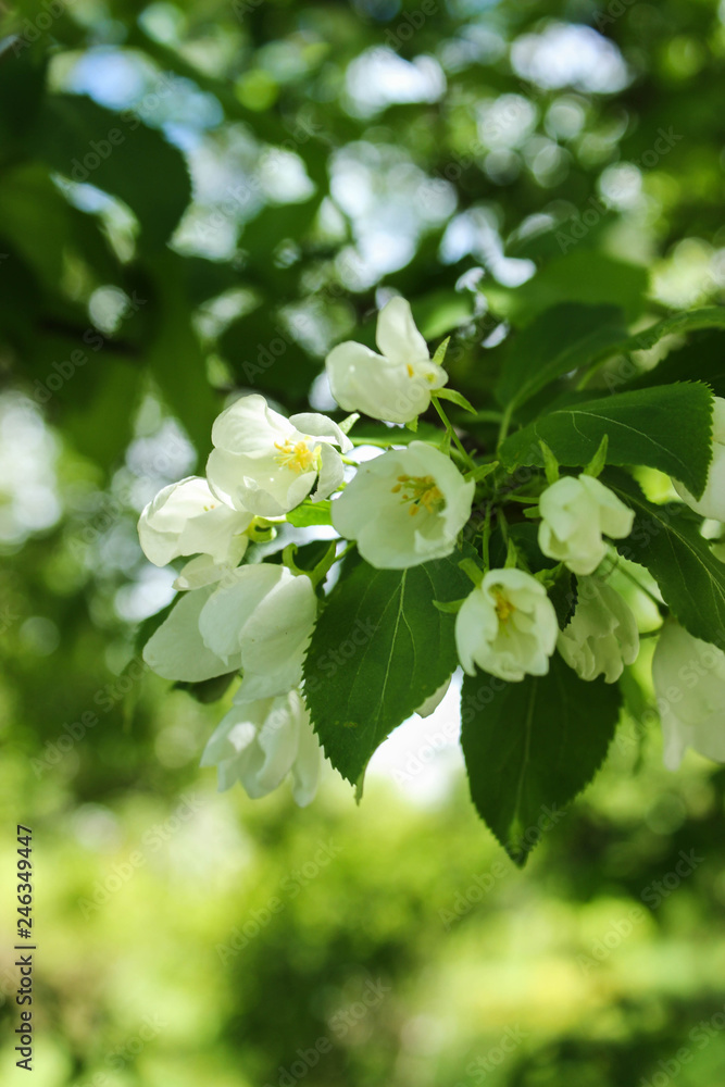 white flowers of apple tree in spring - summer and spring, floral concept white flowers of apple tree in spring - summer and spring, floral concept