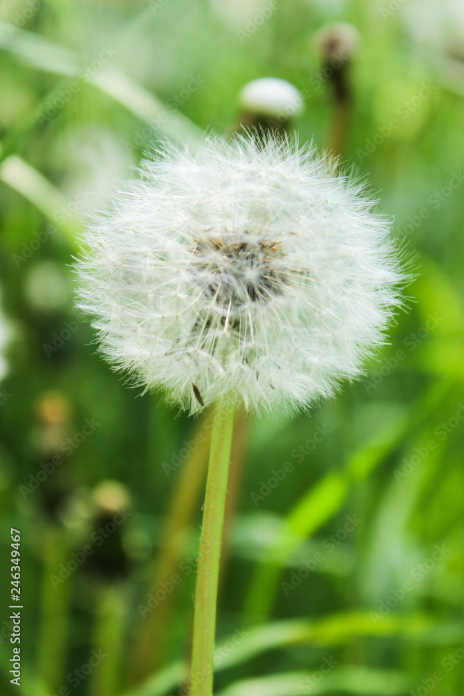 Fototapeta premium dandelion on background of green grass - summer and spring concept