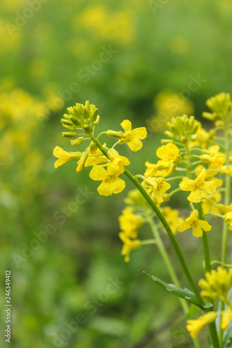 field of yellow flowers,  - summer and spring, floral concept