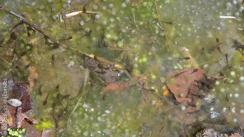 Tadpoles and spawn in water Tadpoles and spawn in water
