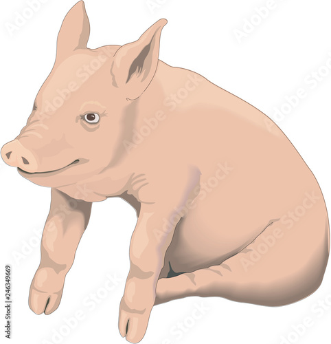 Piglet Sitting Vector Illustration