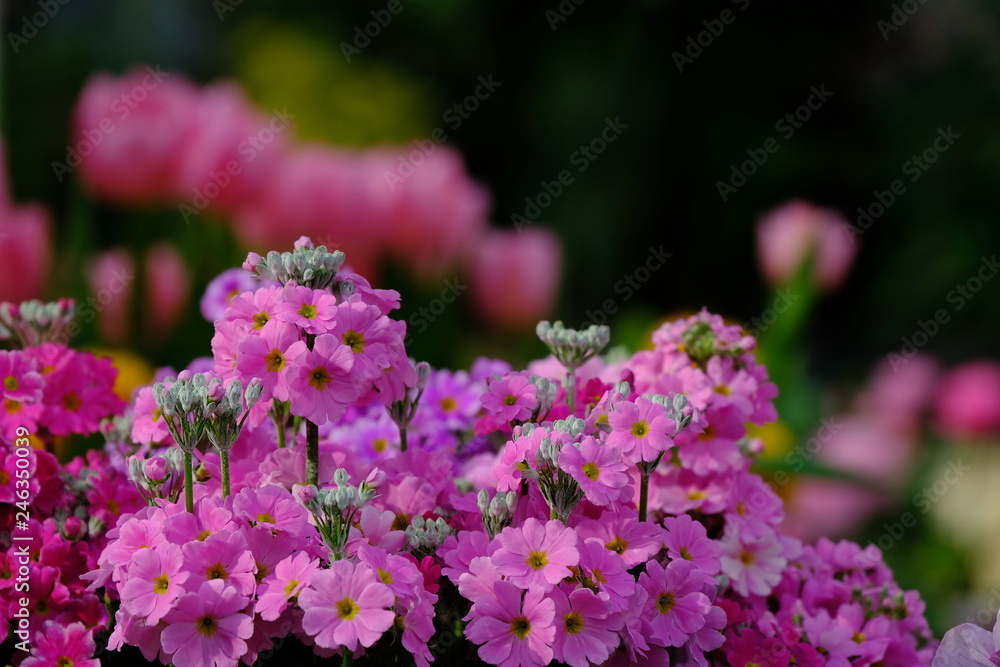 pink flowers in the garden