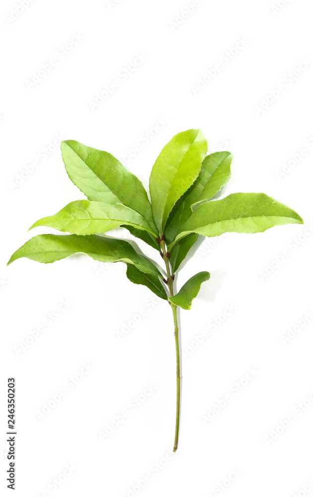 Leaf Sweet Osmanthus Close up Leaf Sweet Osmanthus Close up