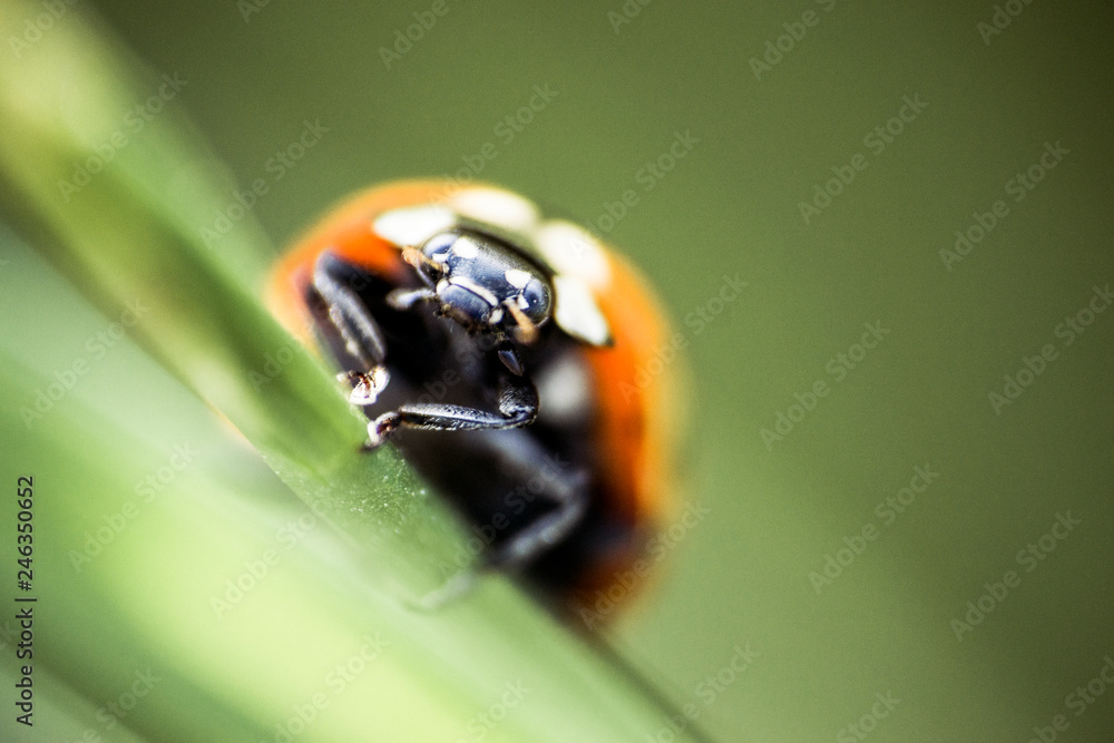 portrait of a seven-spotted ladybug on a green leaf