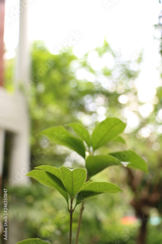 Sweet osmanthus at garden