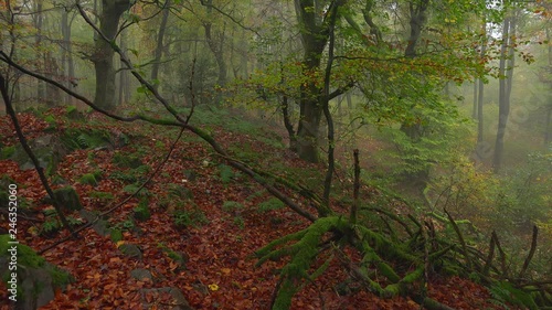 Fog in the autumn beech forest, Freudenburg, Rhineland-Palatinate, Germany, Europe photo