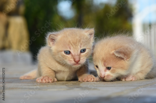 Two cute kittens playing outside. Adorable little yellow kitten learn to walk and play
