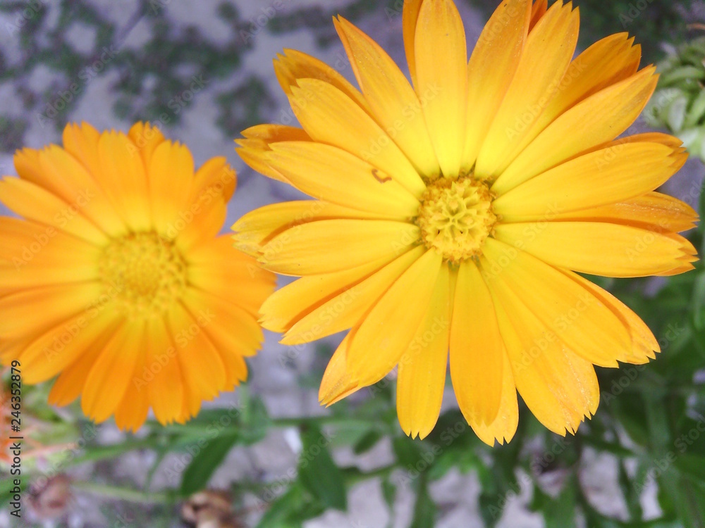Obraz premium yellow beauty