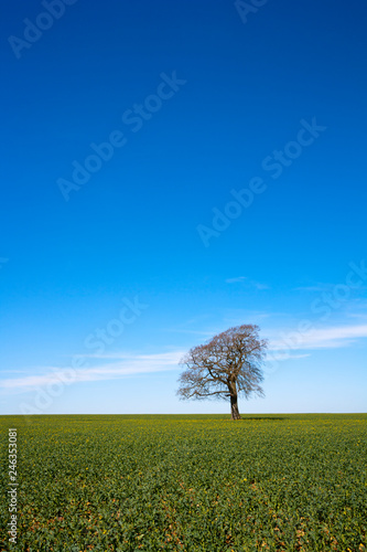 A single tree stands leafless in early spring sunshine under a blue sky