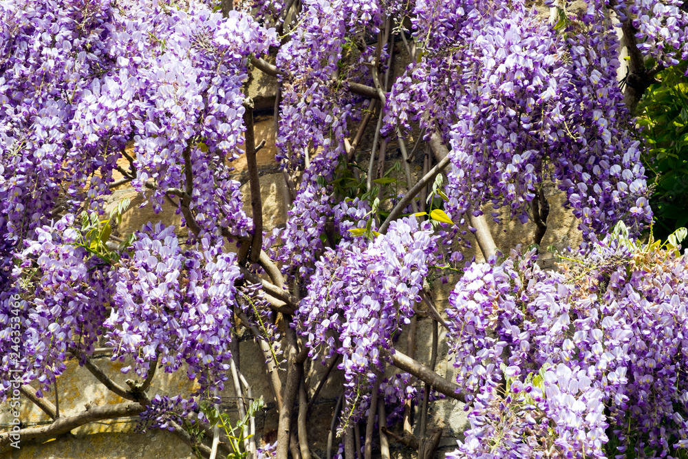 Fototapeta premium Profuse Wisteria flowers on a stone house wall full frame close up