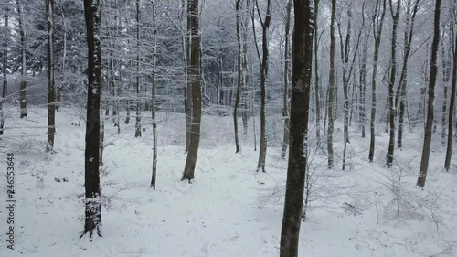 Drone flight through a snow covered forest in winter, Freudenburg, Rhineland-Palatinate, Germany, Europe photo