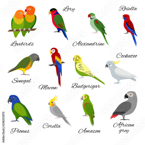 Colorful set of parrot icons