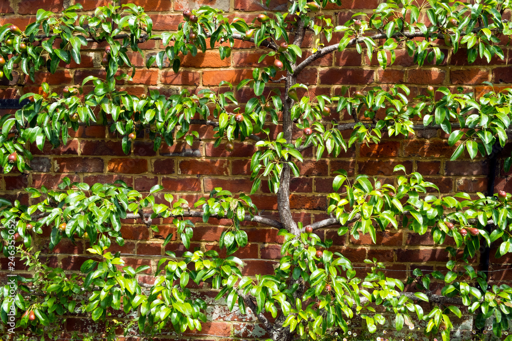 Espalier trained pear tree with young fruit on a brick wall in summer sunshine Espalier trained pear tree with young fruit on a brick wall in summer sunshine