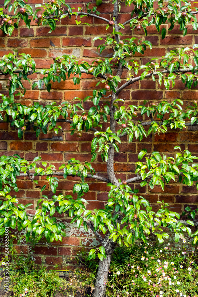 Espalier trained pear tree with young fruit on a brick wall in summer sunshine