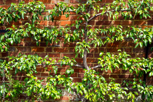 Espalier trained pear tree with young fruit on a brick wall in summer sunshine