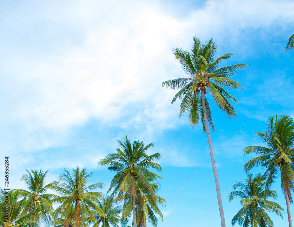 Palms with coconuts on the blue sky Palms with coconuts on the blue sky