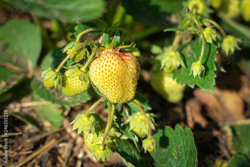  strawberry bushes with green berries in spring. spring nature and berries