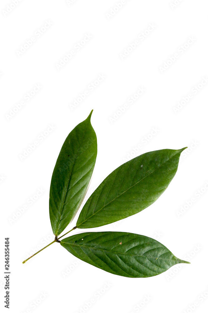 Fototapeta premium Leaf Tuba Root Thai Close up