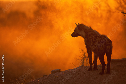 Spotted hyena at her den with an orange dust storm at sunrise