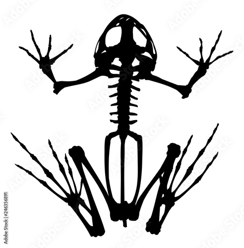 Skeleton of frog. 