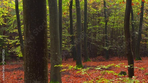 Autumn beech forest, Freudenburg, Rhineland-Palatinate, Germany, Europe photo