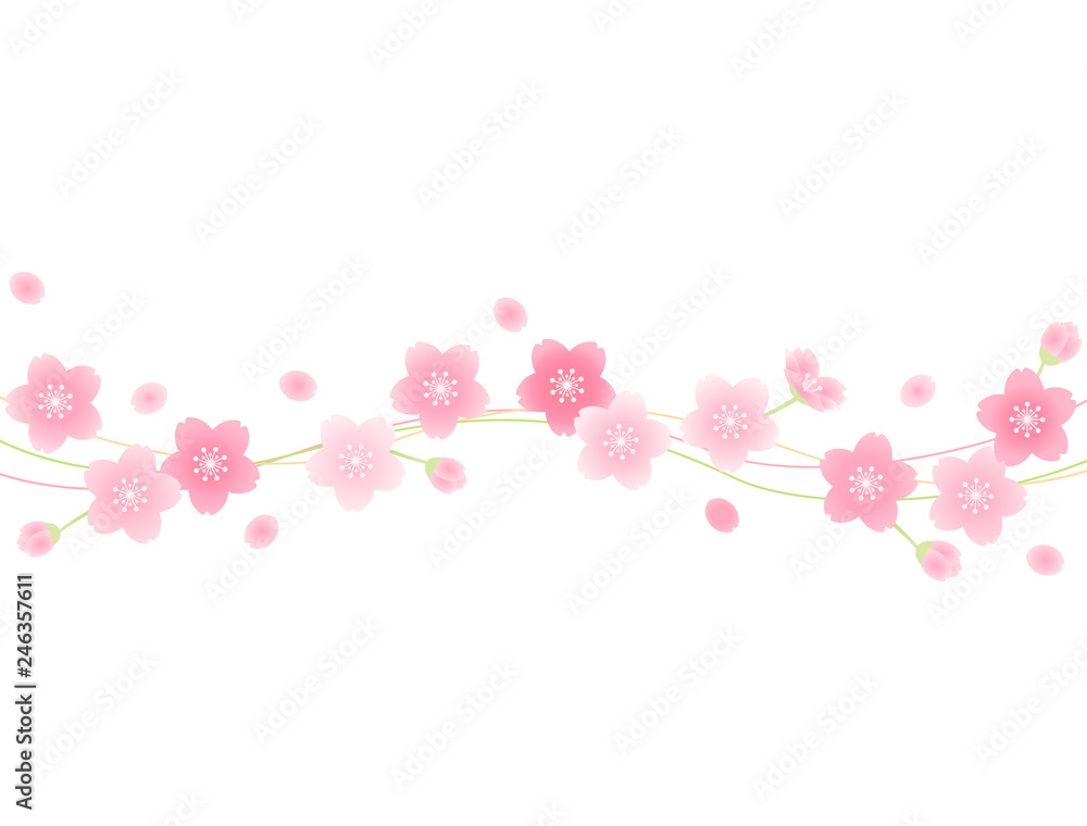 さくら41 さくら41