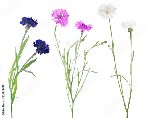  isolated colors three cornflowers