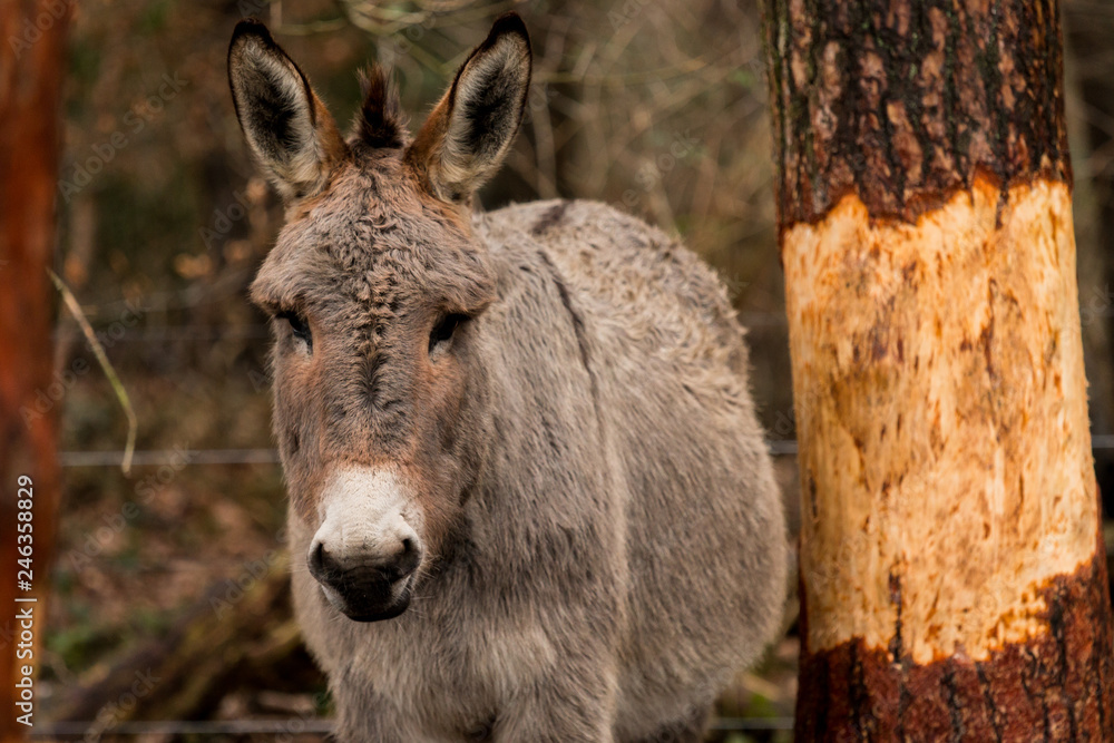 Fototapeta premium Esel im Wald