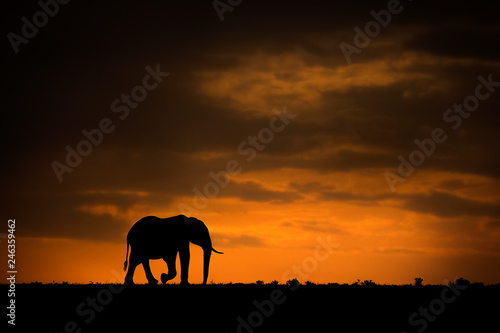 Solitary African elephant silhouette at sunset