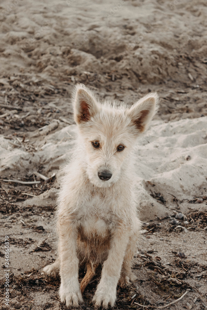 Fototapeta premium Dogs play with each other. Merry fuss puppies. Aggressive dog. Training of dogs. Puppies education, cynology, intensive training of young dogs. Young energetic dog on a walk.