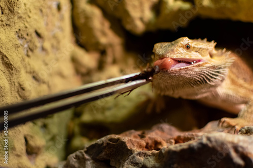 pogona vitticeps lizard